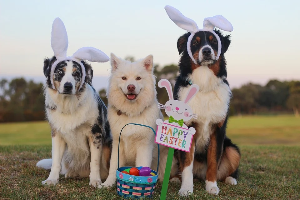 australian-shepherd-2208371_960_720